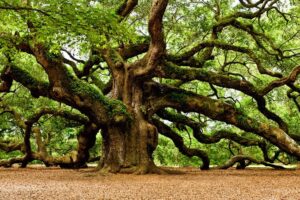 pohon oak yang sudah berumur ribuan tahun
