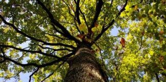 pohon oak dengan daun dan batang yang kokoh