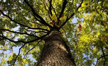 pohon oak dengan daun dan batang yang kokoh